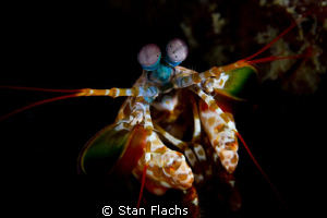 Mantis shrip by Stan Flachs 